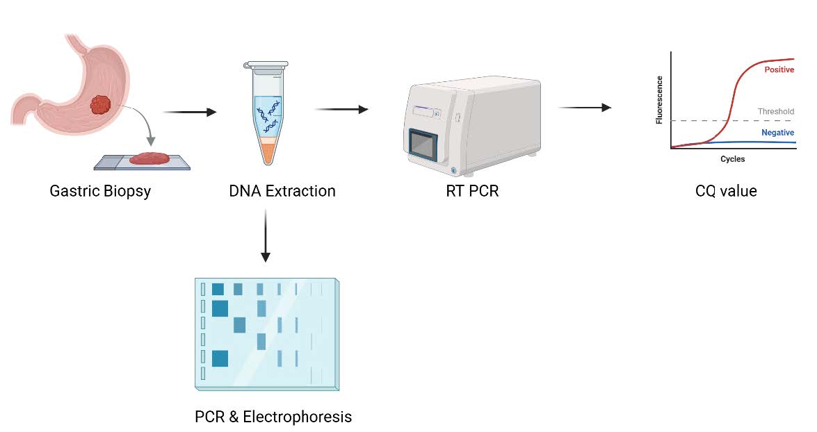 Comparison between the Serological and Molecular Methods for the Detection of Helicobacter pylori